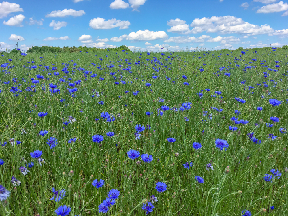 Musterfoto - Landschaft in der Wedemark